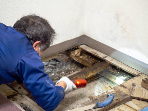 Best White Mold Remediation in Roslyn Estates, NY