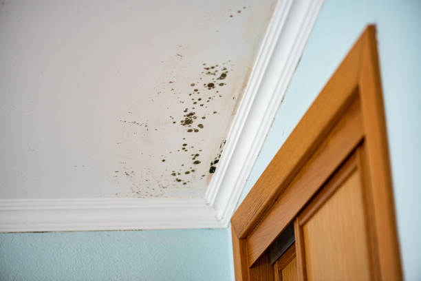 Best Emergency Mold Remediation in Roslyn Estates, NY