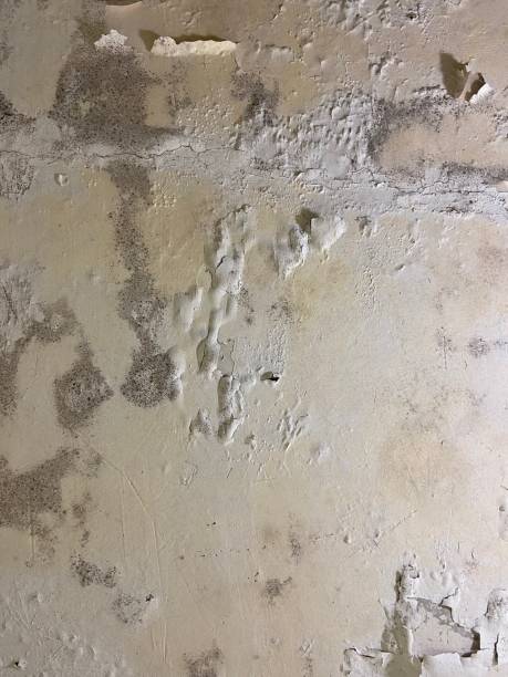 Best Mold Remediation for Schools in Roslyn Estates, NY