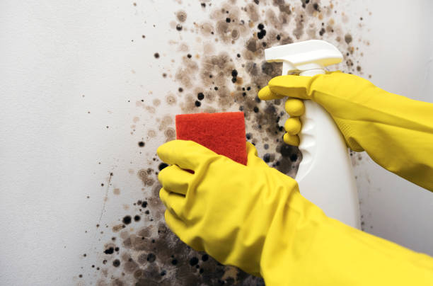 Best Residential Mold Remediation in Roslyn Estates, NY