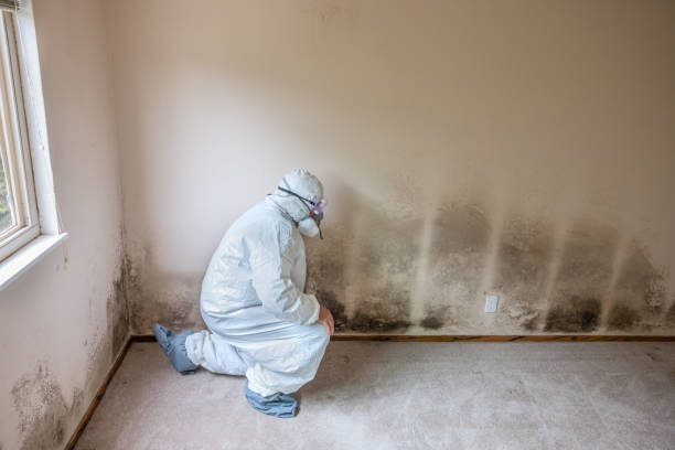Best Residential Mold Remediation in Roslyn Estates, NY